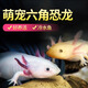 六角恐龍魚美西螈蠑螈活體寵物魚好養(yǎng)的冷水觀賞魚耐活娃娃魚淡水 【5-6CM】粉龍+金龍 共2條