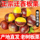 正宗遷西板栗生板栗25年新貨 唐山原產(chǎn)地油栗丹東整箱當季半價(jià) 大果2斤
