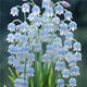 四季開(kāi)花香水鈴蘭帶芽?jì)艋諝饣缗柙躁?yáng)臺濃香球根花卉庭院室內 冰心藍 2顆+肥不活包賠手選精品*