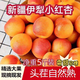 表鮮人新疆大黃杏子新鮮水果5斤當(dāng)季特大巨蜜金太陽杏酸甜杏子整箱包郵R 5斤【帶箱精選】