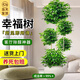 愛優(yōu)尚幸福樹盆栽客廳室內(nèi)大型綠植辦公室喬遷新家綠寶凈化空氣源頭直發(fā)