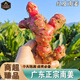 南步廣東紅皮南姜 正宗新鮮現(xiàn)挖山姜頭高良姜蘆葦姜鹵味冬陰功配料 2000g 【新鮮現(xiàn)挖 鹵煮必備】