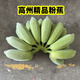 不泡藥無催熟劑廣東茂名高州粉蕉米蕉海南蕉小芭蕉西貢蕉蛋蕉 3斤