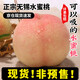 攸竹無(wú)錫水蜜桃新鮮白鳳桃子【JD京倉(cāng)速運(yùn)】當(dāng)季水果甜毛桃水果禮盒 6枚嘗鮮裝【單果3-4兩】