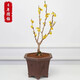 歐悟臘梅花樹(shù)苗盆栽梅花盆景紅梅耐寒老樁濃香型花卉植物室內陽(yáng)臺花苗 4年素心臘梅濃香型【帶原土+肥】
