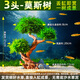 西洲曲成品莫斯樹(shù)活體真水草魚(yú)缸裝飾擺件造景大三角莫斯沉木新手好養 3頭 成品莫斯樹(shù) 入缸即成景