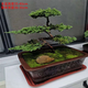 迎客松盆景真樹(shù)盆栽擺件玄關(guān)茶桌辦公室書(shū)房綠植造型盆景四季長(cháng)青 五片凌云含紫砂盆打木架發(fā)貨