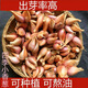 鹽玖玖農(nóng)家紅蔥頭新鮮火蔥頭四季小香蔥黃蔥頭干蔥種熬蔥油酥批發(fā) 精品黃蔥頭一斤