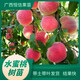 早熟水蜜桃樹(shù)苗嫁接黃桃樹(shù)苖樹(shù)當年結果南方北方種植樹(shù)苗桃樹(shù)果苗 水蜜桃 兩年苗