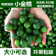 嫩個(gè) 新鮮現(xiàn)貨1斤5斤奶茶專用水果海南小青小檸檬酸仔青檸 0.5斤 一級(jí)果(小果) 約1角錢硬幣大小