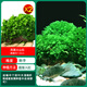 森悠（SARYOR）魚(yú)缸懶人沉木水榕造景裝飾活體植物水族箱真水草套餐淡水增氧水草 鳳尾莫斯火山石2個(gè)