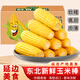 宋玉今東北黃糯玉米棒甜嫩黑玉米粒真空包裝苞米方便速食 健康輕食260g*8支黃玉米*1箱