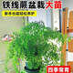 湘萂園鐵線蕨盆栽蕨類植物四季常綠觀葉綠植耐陰好養(yǎng)活吸甲醛 大盆鐵線蕨【高25-30厘米】加侖盆