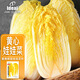 IDEAL理想農(nóng)業(yè) 黃心娃娃菜種子四季小娃娃菜籽家庭種植秋冬季蔬菜種子