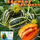 甜掉牙冰糖甜瓜種子綠寶石甜瓜青皮香瓜春播庭院陽(yáng)臺盆栽水果種籽 甜掉牙冰糖子1包約50粒