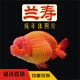 逸樂(lè )寵蘭壽金魚(yú)冷水魚(yú)觀(guān)賞魚(yú)活體小金魚(yú)不用加溫錦鯉魚(yú)奶牛招財泰獅金魚(yú) 紅壽1條3-5cm
