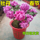 春節開(kāi)花牡丹帶花苞帶盆發(fā)貨年宵花催花菏澤觀(guān)賞重瓣大花高檔禮品 魯菏紅8-10個(gè)花苞