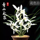 高品質(zhì)  爆盆 （大鳳素帶花苞） 四季開(kāi)花 花香 室內蘭花 爆盆青山玉泉15苗 帶盆土