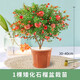 壹植矮化石榴樹(shù)盆栽帶果無(wú)籽軟子特大突尼斯樹(shù)苗庭院室內老樁果樹(shù)盆景 1棵矮化石榴盆栽苗 141cm(含)-170cm(含)