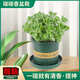 碰碰香一抹香盆栽香味植物濃香型植物驅蚊驅蟲(chóng)凈化空氣植物除異味 【碰碰香1盆】加侖盆+送肥1包