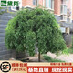 黛陌 國槐樹(shù)苗垂槐樹(shù)雨傘樹(shù)庭院綠化龍爪槐小苗盤(pán)槐垂枝槐嫁接枝條 國槐2公分粗 其他
