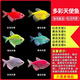 智伴熊 ZIBARBEAR天使魚(yú)小金魚(yú)活魚(yú)七彩魚(yú)燈科魚(yú)孔雀魚(yú)斑馬老虎魚(yú)小型熱帶觀(guān)賞魚(yú)活 大號3-4cm天使魚(yú)套餐20條
