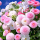 美外小雛菊花種子彩虹糖果菊花翠菊種籽孑易活四季播種開(kāi)花室內 粉色雛菊200粒+肥