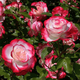 景郁春 JIRYUCUR玫瑰花苗特大花月季花苗綠植陽(yáng)臺(tái)盆栽薔薇花苗紅雙喜源頭直發(fā)