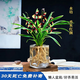 溥畔水培香水紅顏金邊蘭花苗室內植物濃香四季建花卉耐寒植物年底開(kāi)花 香水紅顏（7苗）帶同款玻璃杯，年底開(kāi)花