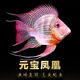 元寶鳳凰活體魚關(guān)刀魚熱帶魚零號(hào)元寶鳳凰觀賞魚龍魚混養(yǎng)虎魚搭配 0號(hào)元寶鳳凰 11-12厘米