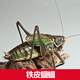 蟈蟈活體寵物成蟲(chóng)大個(gè)叫聲響亮新手好養包活包健康鳴蟲(chóng)鐵皮蟈蟈 中華蟈蟈一只