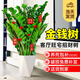愛優(yōu)尚金錢樹盆栽客廳室內(nèi)大型綠植辦公室盆景搖錢串子喬遷開業(yè)源頭直發(fā)