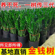 金錢樹盆栽室內(nèi)大盆植物客廳好養(yǎng)辦公室綠植花卉錢串子招財進寶樹 70-80厘米【6-10棵】 基地養(yǎng)殖盆