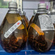 馬蜂泡酒金環(huán)虎頭3-10年老酒蜂黃蜂泡酒胡峰酒誘蜂水原材料 5年黑盾美人蜂老蜂酒500毫升 虎頭蜂，純釀白酒