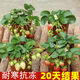 苗充充(20天結果)奶油大草莓秧苗盆栽四季草莓樹(shù)苗南方北方種植當年結果 【奶油草莓四季結果】耐寒抗凍結大果 高產(chǎn)苗【12顆+送盆送肥】爆滿(mǎn)盆