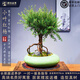 潮裕盆景小葉赤楠老樁紅楊木盆景室內(nèi)盆栽植物花卉客廳綠值好養(yǎng)辦公室庭院 紅楊盆景7 高端盆景  一物一拍