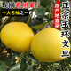 鑫果滋 正宗玉環(huán)文旦柚 浙江臺州楚門(mén)白肉蜜柚時(shí)令柚子孕婦當季新鮮水果 20斤丨5個(gè)老樹(shù)精品果王 50年老樹(shù)