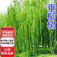 歐芽垂柳小苗 柳樹(shù)枝條 垂楊柳樹(shù)苗垂柳苗竹柳樹(shù)苗D7 4公分粗 10cm(含)-15cm(不含)