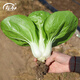 壽禾油菜種子矮腳上海青梗菜蔬菜小白菜快菜秋季壽光蔬種籽四季青菜 壽冠矮腳黃白菜種子 25g