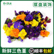 三色堇花甜品蛋糕裝飾用葉子新鮮西餐裝飾擺盤(pán)花草食用花 8g（一盒）50朵
