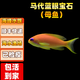 海金魚合集紫羅蘭馬代藍眼寶石紫后雙斑夏威夷櫻花海水魚活體觀賞 馬代藍眼寶石（母魚）【4-5 】