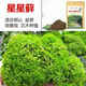 匯種草農苔蘚孢子粉四季鮮活青苔綠植短絨吸水石種子微景觀(guān)盆景造假山草籽 星星蘚孢子粉 精選【100克】包發(fā)芽