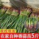 現挖新鮮青蒜苗紅皮青梗大蒜苗紅根蒜苗本地蒜苗新鮮蔬菜3斤5斤 三斤