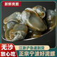波氏風(fēng)情8A醉泥螺個大無沙新鮮腌制6A黃泥螺即食罐裝海鮮寧波特產(chǎn) 大個--8A醉泥螺（2瓶） 560g