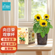 IAM City Farmer向日葵兒童種植盆栽種子學生植物觀察窗發(fā)芽生長趣味diy植物10033