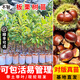 芥圃板栗樹(shù)苗嫁接板栗苗大紅袍南方種植早熟品種果樹(shù)苗 大紅袍板栗苗 【帶土帶葉發(fā)貨】 1年苗 高度：50cm-60cm左右