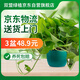 雙盟綠蘿盆栽除甲醛花卉綠植辦公室新房凈化空氣180墨綠盆3盆源頭直發(fā)
