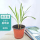 香茅草檸檬草檸檬盆栽香草植物 小基地盆