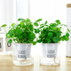 景郁春 JIRYUCUR銅錢(qián)草水培植物盆栽四季好養帶葉2盆【吸水盆】+銅錢(qián)草源頭直發(fā)