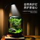 生命之樹(shù)懶人養魚(yú)苔蘚微景觀(guān)辦公室盆栽宿舍植物桌面生態(tài)瓶真植物 生命之樹(shù)微景觀(guān)+植物燈